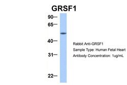 Invitrogen GRSF1 Polyclonal Antibody 100 &mu;L; Unconjugated:Antibodies,