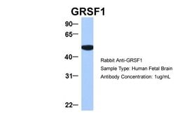 Invitrogen GRSF1 Polyclonal Antibody 100 &mu;L; Unconjugated:Antibodies,