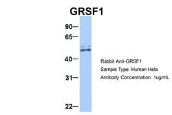 Invitrogen GRSF1 Polyclonal Antibody 100 &mu;L; Unconjugated:Antibodies,