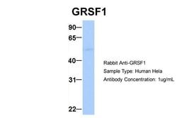 Invitrogen GRSF1 Polyclonal Antibody 100 &mu;L; Unconjugated:Antibodies,
