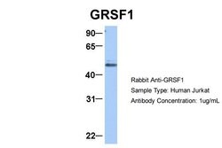 Invitrogen GRSF1 Polyclonal Antibody 100 &mu;L; Unconjugated:Antibodies,