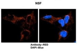 Invitrogen NSF Polyclonal Antibody 100 &mu;L; Unconjugated:Antibodies,