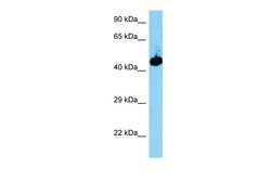 Invitrogen EVL Polyclonal Antibody 100 &mu;L; Unconjugated:Antibodies,