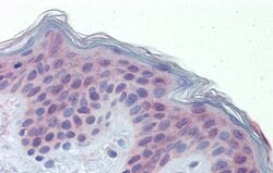 Invitrogen POLDIP3 Polyclonal Antibody 100 &mu;L; Unconjugated:Antibodies,