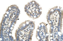 Invitrogen NXF5 Polyclonal Antibody 100 &mu;L; Unconjugated:Antibodies,