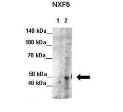 Invitrogen NXF5 Polyclonal Antibody 100 &mu;L; Unconjugated:Antibodies,