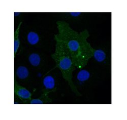 Invitrogen FZD10 Polyclonal Antibody 100 &mu;L; Unconjugated:Antibodies,