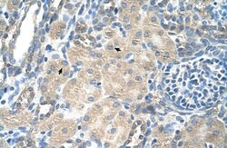 Invitrogen SLC13A3 Polyclonal Antibody 100 &mu;L; Unconjugated:Antibodies,