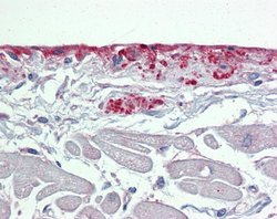 Invitrogen Periostin Polyclonal Antibody 100 &mu;L; Unconjugated:Antibodies,