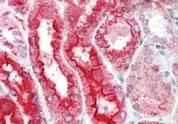 Invitrogen LRP2BP Polyclonal Antibody 100 &mu;L; Unconjugated:Antibodies,