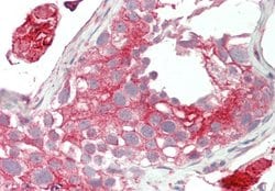Invitrogen LRP2BP Polyclonal Antibody 100 &mu;L; Unconjugated:Antibodies,