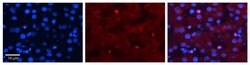 Invitrogen ZGPAT Polyclonal Antibody 100 &mu;L | Buy Online | Invitrogen&trade; | Fisher Scientific