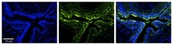 Invitrogen PLOD2 Polyclonal Antibody 100 &mu;L; Unconjugated:Antibodies,