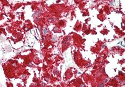 Invitrogen RAPGEF2 Polyclonal Antibody 100 &mu;L; Unconjugated:Antibodies,