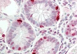 Invitrogen RAPGEF2 Polyclonal Antibody 100 &mu;L; Unconjugated:Antibodies,