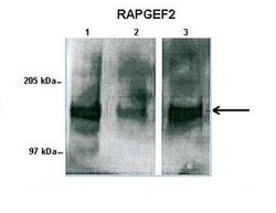 Invitrogen RAPGEF2 Polyclonal Antibody 100 &mu;L; Unconjugated:Antibodies,