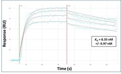 Invitrogen MARCH1 Polyclonal Antibody 100 &mu;L; Unconjugated:Antibodies,