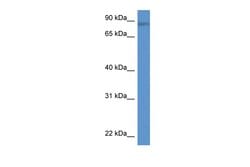 Invitrogen TRIM36 Polyclonal Antibody 100 &mu;L; Unconjugated:Antibodies,