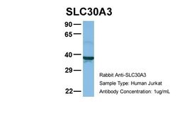Invitrogen SLC30A3 Polyclonal Antibody 100 &mu;L; Unconjugated:Antibodies,