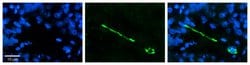Invitrogen MTUS1 Polyclonal Antibody 100 &mu;L; Unconjugated:Antibodies,