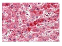 Invitrogen TSPAN4 Polyclonal Antibody 100 &mu;L; Unconjugated:Antibodies,