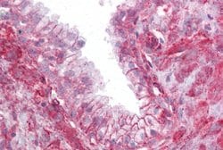 Invitrogen TMTC4 Polyclonal Antibody 100 &mu;L; Unconjugated:Antibodies,