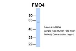 Invitrogen FMO4 Polyclonal Antibody 100 &mu;L; Unconjugated:Antibodies,