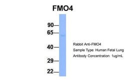 Invitrogen FMO4 Polyclonal Antibody 100 &mu;L; Unconjugated:Antibodies,