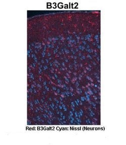 Invitrogen B3GALT2 Polyclonal Antibody 100 &mu;L; Unconjugated:Antibodies,