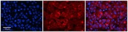 Invitrogen RER1 Polyclonal Antibody 100 &mu;L; Unconjugated:Antibodies,