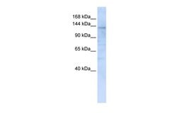 Invitrogen IMPG2 Polyclonal Antibody 100 &mu;L; Unconjugated:Antibodies,