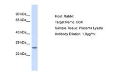 Invitrogen BSX Polyclonal Antibody 100 &mu;L; Unconjugated:Antibodies,