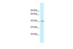 Invitrogen GCAT Polyclonal Antibody 100 &mu;L; Unconjugated:Antibodies,