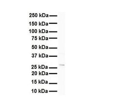 Invitrogen METTL11B Polyclonal Antibody 100 &mu;L; Unconjugated:Antibodies,