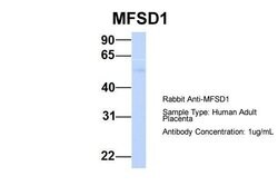 Invitrogen MFSD1 Polyclonal Antibody 100 &mu;L; Unconjugated:Antibodies,