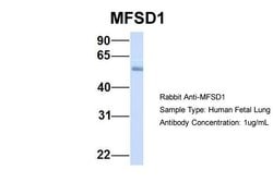 Invitrogen MFSD1 Polyclonal Antibody 100 &mu;L; Unconjugated:Antibodies,