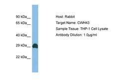 Invitrogen CWH43 Polyclonal Antibody 100 &mu;L; Unconjugated:Antibodies,