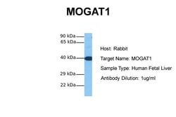 Invitrogen MOGAT1 Polyclonal Antibody 100 &mu;L; Unconjugated:Antibodies,
