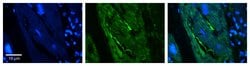 Invitrogen FIP200 Polyclonal Antibody 100 &mu;L; Unconjugated:Antibodies,