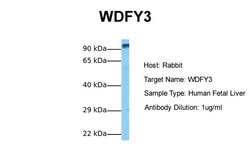 Invitrogen WDFY3 Polyclonal Antibody 100 &mu;L; Unconjugated:Antibodies,