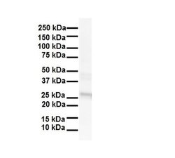 Invitrogen LKAAEAR1 Polyclonal Antibody 100 &mu;L; Unconjugated:Antibodies,