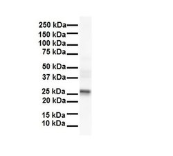 Invitrogen LKAAEAR1 Polyclonal Antibody 100 &mu;L; Unconjugated:Antibodies,