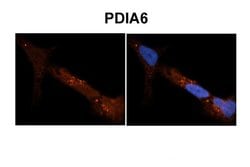 Invitrogen PDIA6 Polyclonal Antibody 100 &mu;L; Unconjugated:Antibodies,