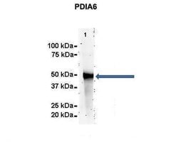Invitrogen PDIA6 Polyclonal Antibody 100 &mu;L; Unconjugated:Antibodies,