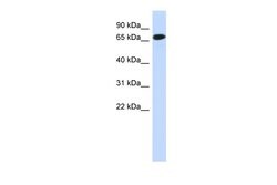 Invitrogen CCDC185 Polyclonal Antibody 100 &mu;L; Unconjugated:Antibodies,