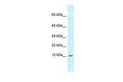 Invitrogen MRPL55 Polyclonal Antibody 100 &mu;L; Unconjugated:Antibodies,