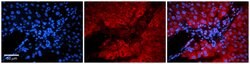 Invitrogen FAU Polyclonal Antibody 100 &mu;L; Unconjugated:Antibodies,