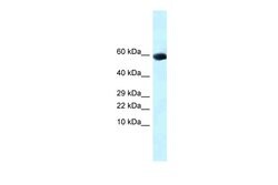 Invitrogen GDF10 Polyclonal Antibody 100 &mu;L; Unconjugated:Antibodies,