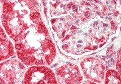 Invitrogen Thioredoxin 2 Polyclonal Antibody 100 &mu;L; Unconjugated:Antibodies,
