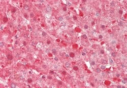 Invitrogen Thioredoxin 2 Polyclonal Antibody 100 &mu;L; Unconjugated:Antibodies,